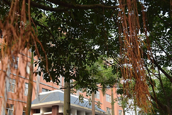 ѧУ��ѧ¥��Ӱ