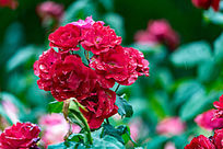 һ�غ�ɫ�¼���