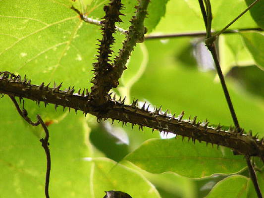 һ�δ�������