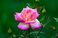 �¼���������