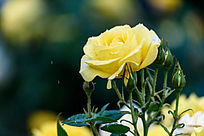 ���еĻ�ɫ�¼���