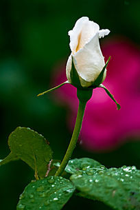 ���е�һ֦��ɫ�¼�����