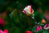 ���е�һ֦�¼���