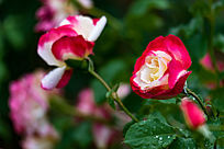 ���е��¼���