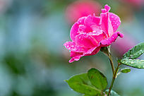 ���з�ɫ�¼���