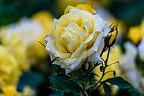 ���л�ɫ�¼���