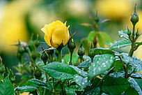 ���н���¼���