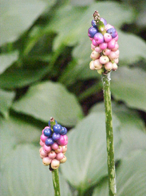 ��ɫ����