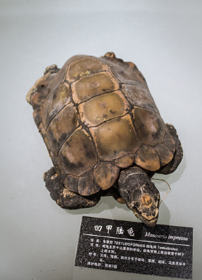 ����½��걾