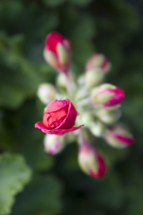 �������ŵĺ�ɫ����