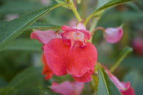 ��ɫ���ɻ�