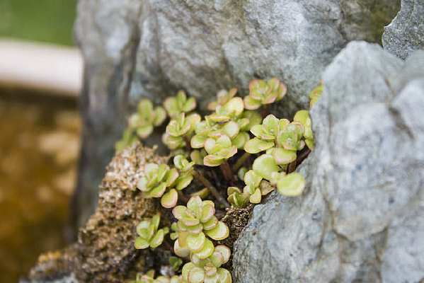 ��ɽ�Ե�����Сֲ��