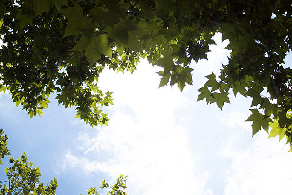 ��ɫ����µĴ�����ͩ