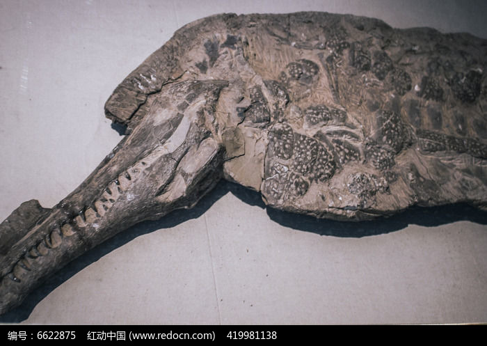 鳄类化石骨架图片