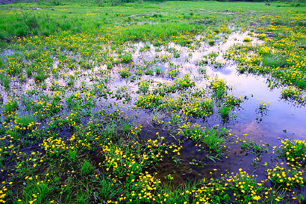 ʪ��ˮ������