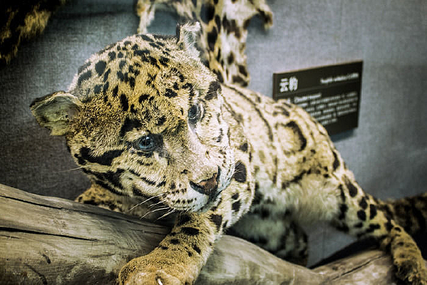 �����ϵĲ�è