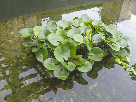 ˮ��һ��˯��