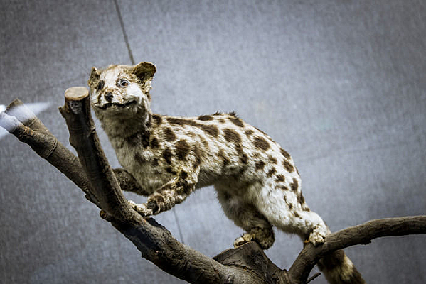 ���ϵİ�����걾