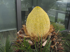 �������Ƕ�