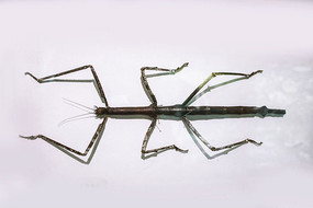 һֻ��ƽ�����C