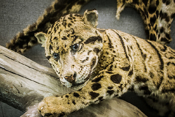 һֻ�����ϵĲ�è