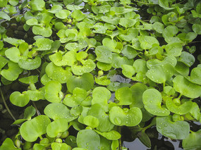 ���ˮ����ˮ��«