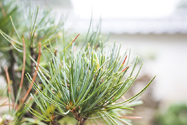 ֦ͷ�Ĵ�������