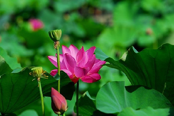 �ɻ���δ��