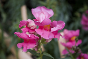 ��ɫ���ɻ���