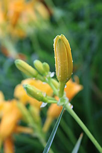 ������¶��