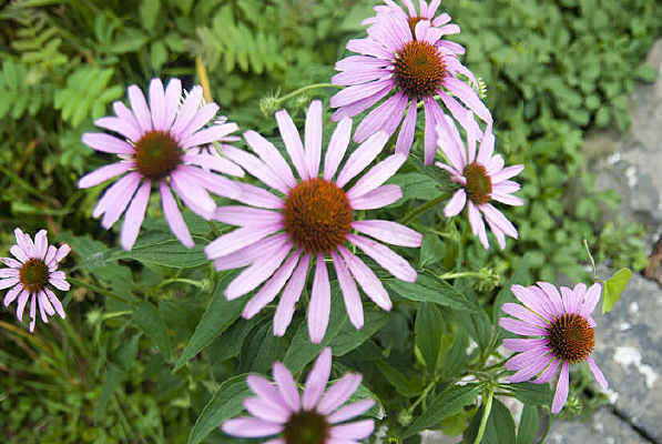 �����ɹ���