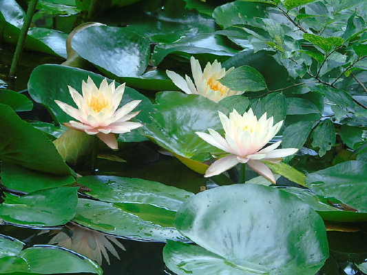 ��������