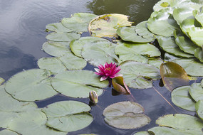 ��Ҷ���һ����ɫ˯��