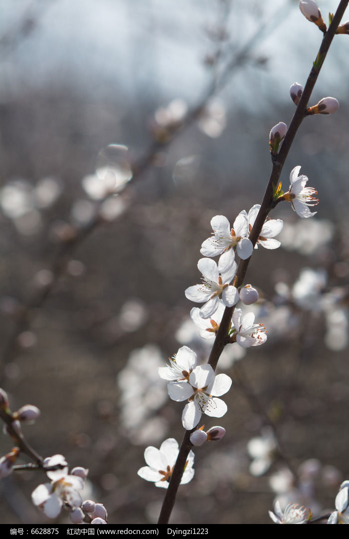 李子花图片