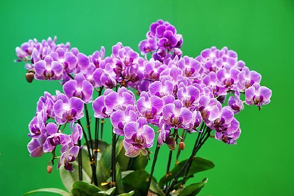 ���Ժ�����