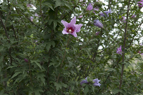 У԰���ľ��