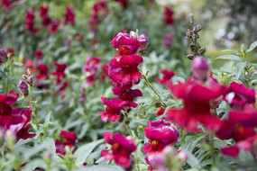 һƬ��ɫ���ɻ���