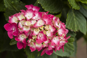 һ����ɫ������