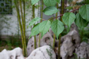 ԰��ɽʯֲ��