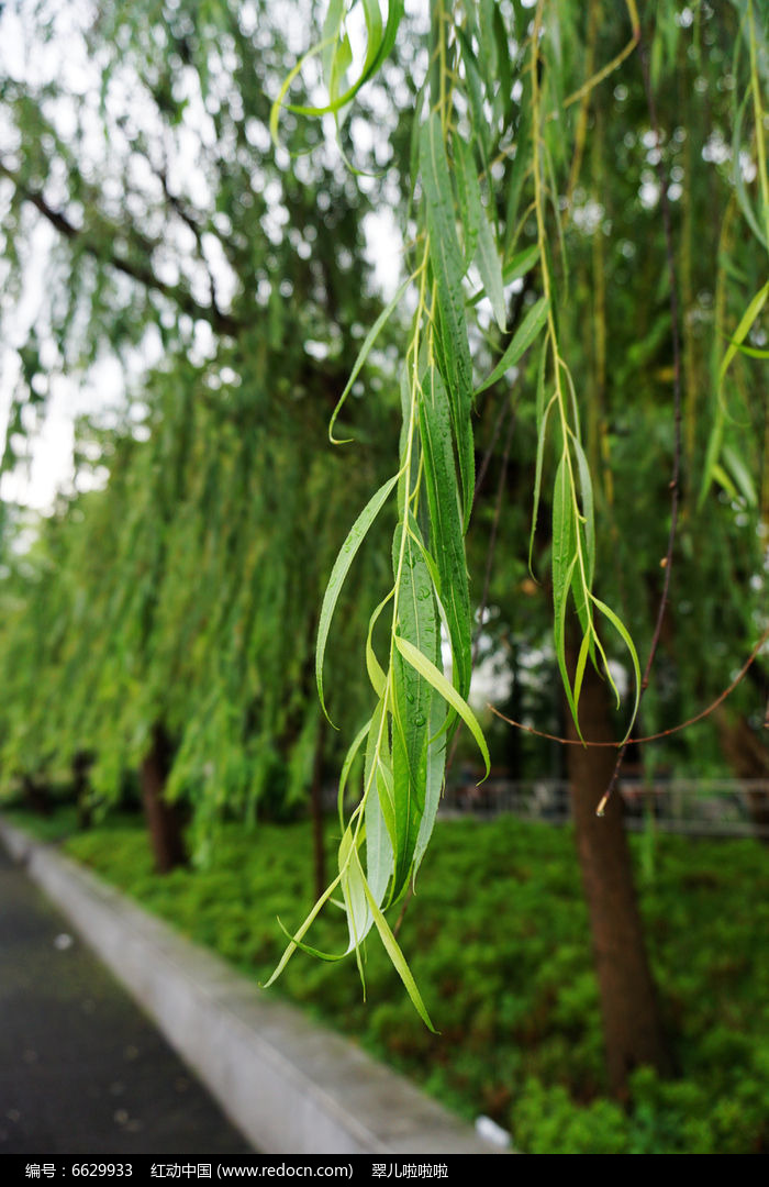 雨后垂柳