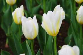 ��ɫ�����㻨