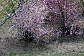 �ݵ��Ͽ�����ֲ��