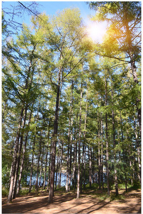 ����ɭ��