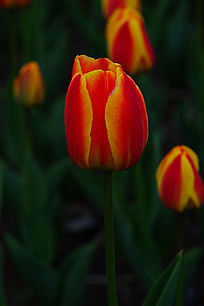 ��֦��ɫ������