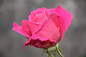 ��Ȼ����������