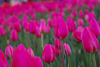 ��ɫ������ֲ��