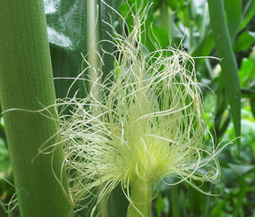 �ճ����İ�ɫ������