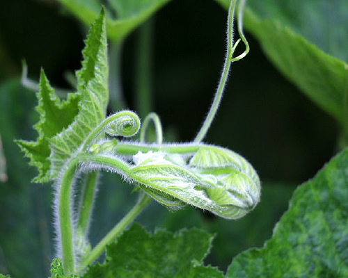 �ճ������Ϲ�ѿ