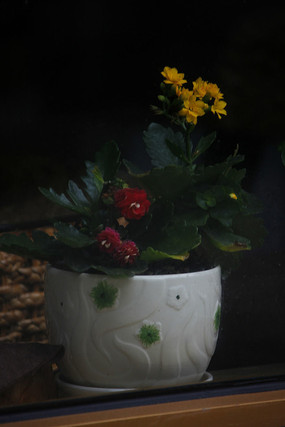 ���ɫ�����軨