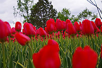 ��ɫ����������